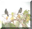 Black-headed bulbuls-3.jpg (34681 bytes)