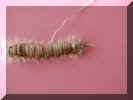 Caterpillar-2.jpg (24188 bytes)