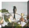 Drongo-1.jpg (35781 bytes)