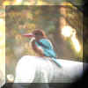 Kingfisher-3.jpg (35549 bytes)