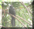 Koel-1.jpg (48958 bytes)