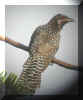 Koel female-3.jpg (45473 bytes)