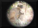 Langur feeding baby-1.jpg (29848 bytes)