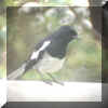 Magpie robin-2.jpg (34230 bytes)