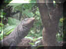 Monitor lizard-3.jpg (31030 bytes)