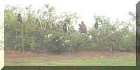 Monkeys watching us-1.jpg (33567 bytes)