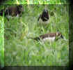 Munia-1.jpg (50847 bytes)