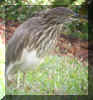 Pond Heron3.jpg (63132 bytes)