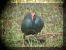 Purple moorhen-2.jpg (44395 bytes)