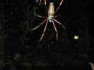 Spider-3.jpg (28658 bytes)