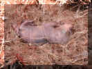 Squirrel baby-2.jpg (87417 bytes)