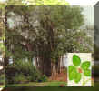 The banyan tree.jpg (72263 bytes)