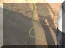 Tree snake-8.jpg (52569 bytes)