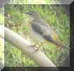 Wagtail-2.jpg (41739 bytes)