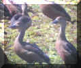 Whistling ducks-2.jpg (46470 bytes)