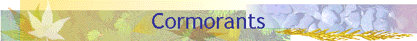 Cormorants