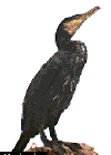 cormorant.gif (6098 bytes)
