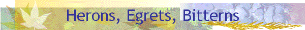 Herons, Egrets, Bitterns