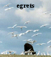 egrets.jpg (10380 bytes)