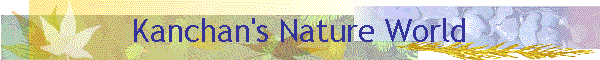 Kanchan's Nature World