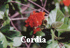 scarlet cordia.gif (536319 bytes)