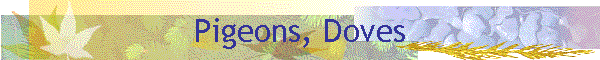 Pigeons, Doves