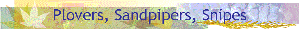 Plovers, Sandpipers, Snipes