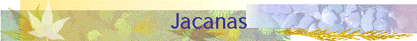 Jacanas