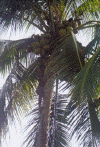 wpe10273.gif (473468 bytes)