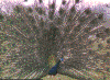 wpe18.gif (91310 bytes)