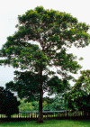 wpe10509.gif (411640 bytes)