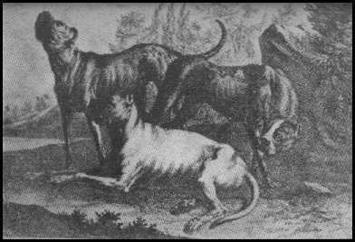 boxer dog history