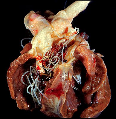 are heartworms in dogs contagious boxer health information are heartworms in dogs contagious boxer health information