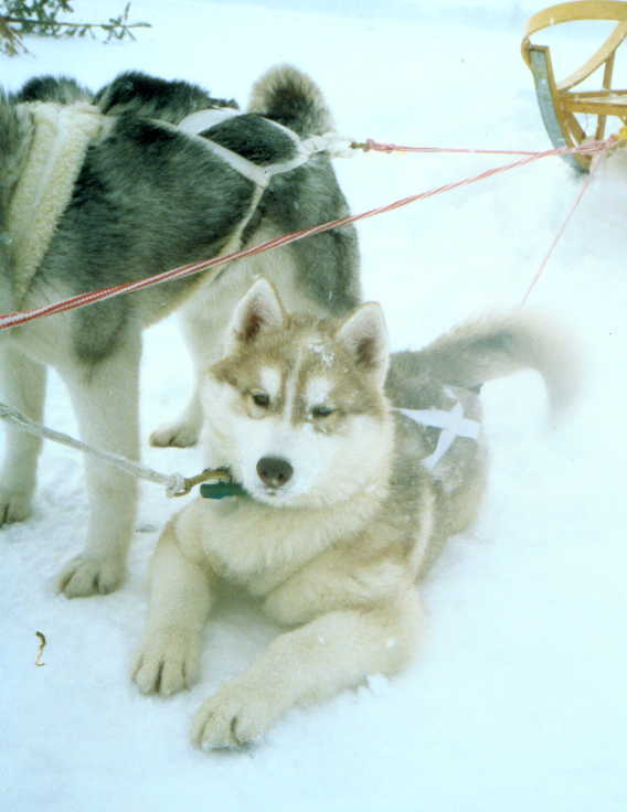 /user/Pup1.JPG