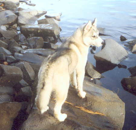 /user/Pup3.JPG