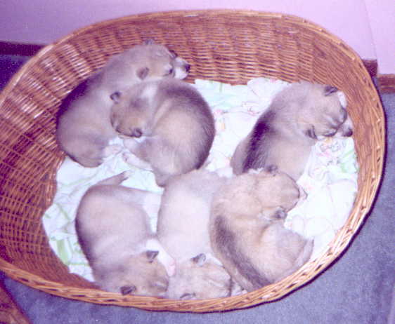 /user/Pup5.JPG