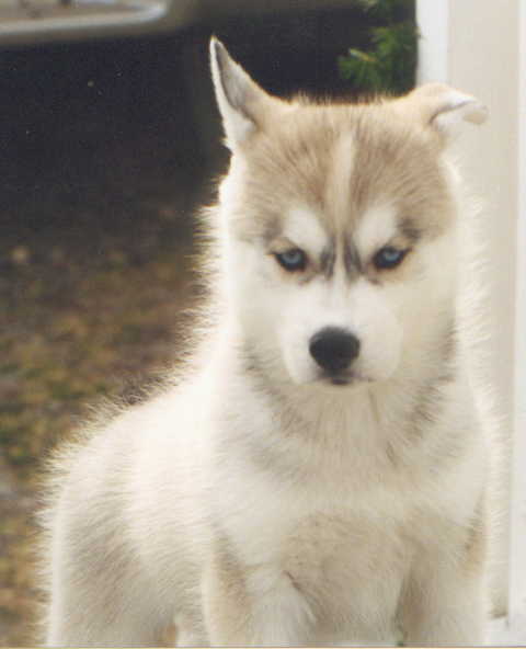 /user/Pup6.JPG