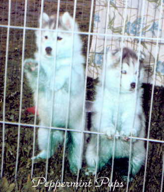/user/pup2.JPG