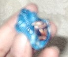 Vichia (Poo Wittia's early Xmas present for me)