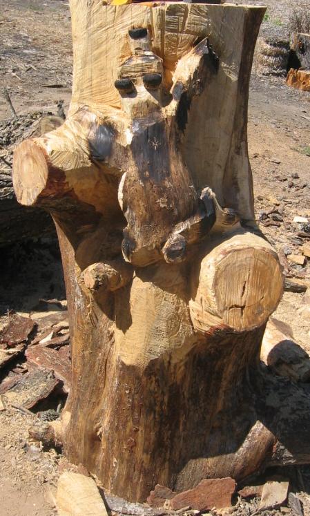 Log stands 5' tall and 30" in diameter