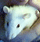 Possum