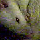 Possum