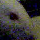 Possum