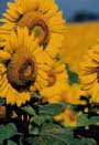 Kansas sunflowers