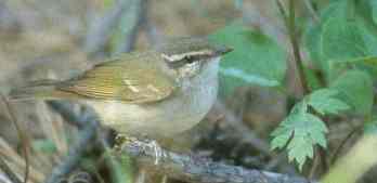 Sakhalin Leaf Warbler