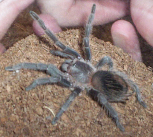 Arachne