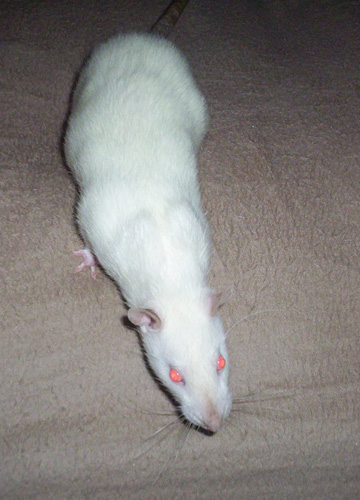 Araya