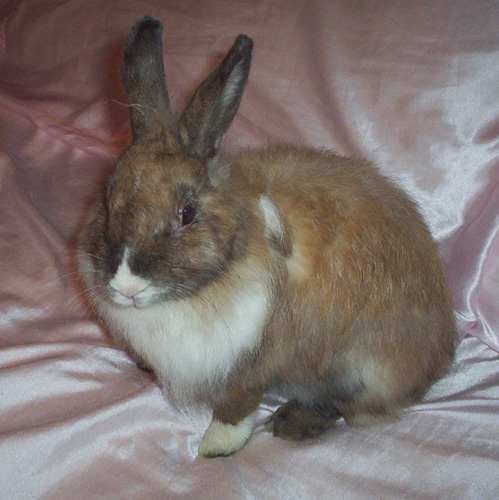Cinnamon