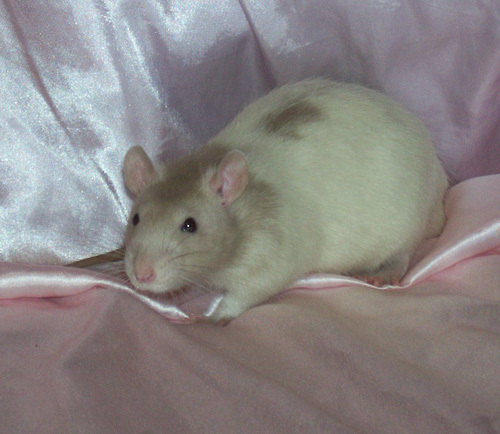 Ferret