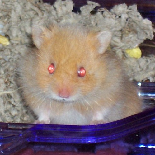 Hamtaro